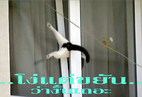 โง่แต่ขยัน.jpg