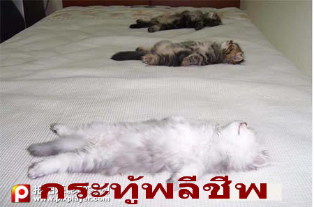 กระทู้พลีชีพ.jpg
