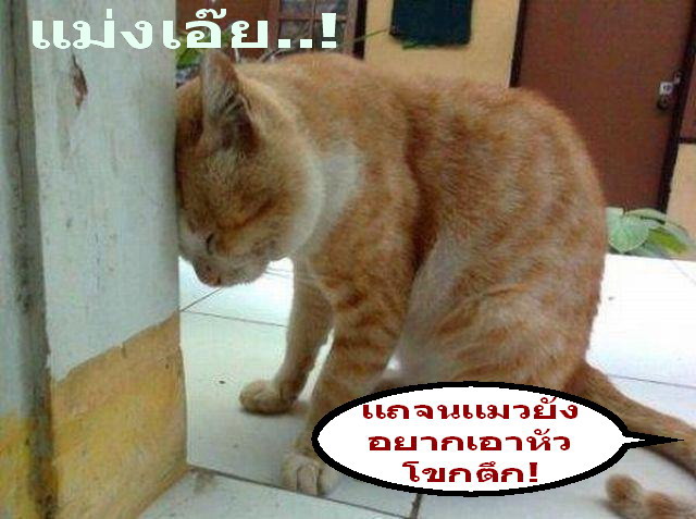 แถจนแมวเอาหัวโขกตึก.jpg