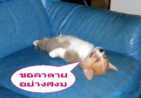น้องหมาลาตายอย่างสงบ.jpg