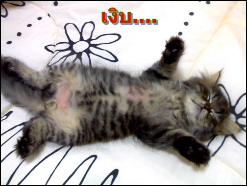 แมวเงิบ.jpg