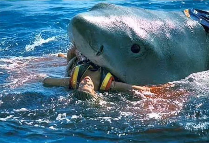 untitled_shark.jpg