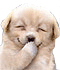 bth_558173cf1.gif
