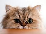 Maruay's Photo