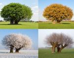 Four Seasons's Photo