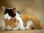 bualoi's Photo