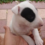 Pandamon's Photo