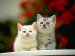 CATCAT's Photo